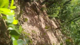 Forrest Creature