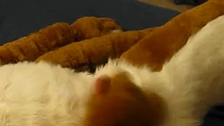 A Cabbit showing off and playing with himself