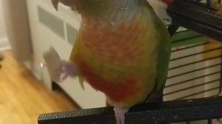 Kiwis final test of truth 1 Gay