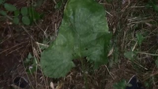 Night cumshot on a big leaf outdoor