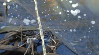 Draven pissing in a public pond