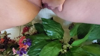 Piss cleaning some dusty fake flowers