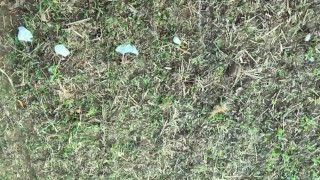 Piss with erection at a cruising area