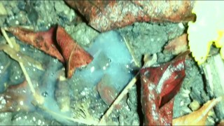 Quick pushing cum out of ass and showing creampie on the ground outdoor