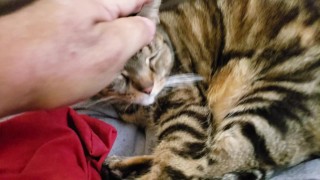 Fat Pussy Cat Gets Rubbed And Pet 
