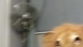 Hot lion jerks off. 