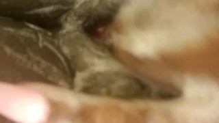 Puppy cleaning her pussy hehe