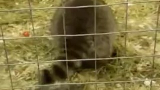 Super thicc PH