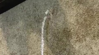 getting horny while pissing the carpet and cum