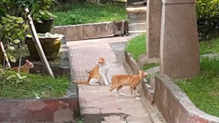 NO PANTIES up dress at Club House PUBLIC PARK # My Red Butt Plug