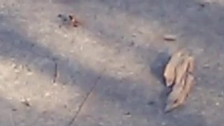 ant dragging this poor spider to his doom 