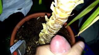 Обкончал цветок