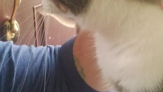Watch me pet the KITTY SFW