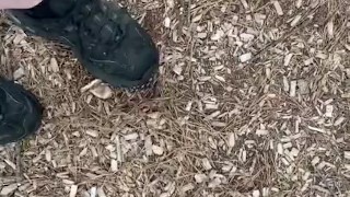 Dirty sneakers stepping on pine cones in the park
