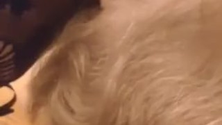 Lesbian stepfamily