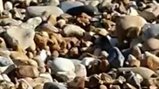 BEACH CANDID - Beautiful THICK BOOTY Latina in a Micro BIKINI 