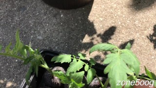 Potted MILFs get worked over