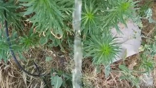 Norwegian Daddy Dick Taking A Piss Outside With Sandals On Half Naked