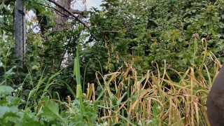 Garlic has ripened in the garden.