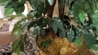 Watering the tree