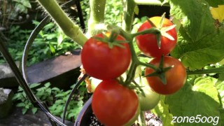 Ripe Cherries