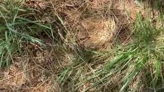 Took a small break after weedwacking all day 