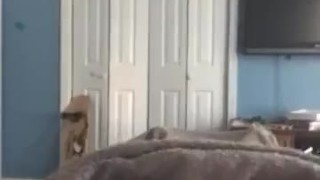 Humping my bed again showing my ass mmm 