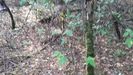 Вышла на прогулку в лес и увидела, как пара лесби трахается. Сняла их на