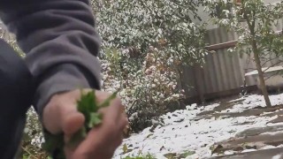 It seems that this parsley is not afraid of snow or frost.