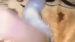 Kitten playing with the cat with her tail in 