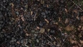 Masturbate my phimosis penis while peeling.My glans is red