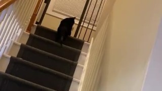 Fat girl on the steps