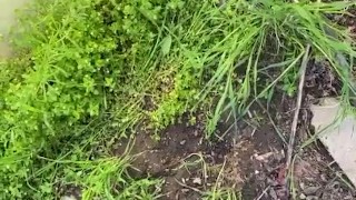 the guy came out to pour a big dick wrote in his mouth