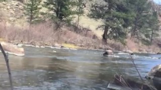 Stroking by the stream