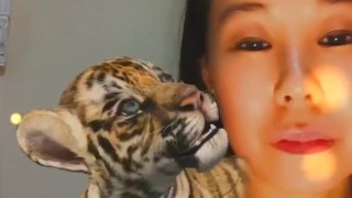 Cute Tiger