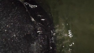 Taking A Dip In The Pond Fully Clothed In Public