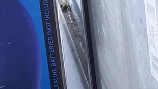 beee in my window 2