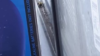 bee in window 4