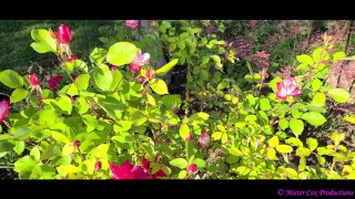 Take a Walk with Vivian Cox in her Rose Garden and See a Surprise - Vivian_Cox