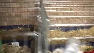 PASCALSSUBSLUTS - Submissive Louise Kay Dominated By Pascal