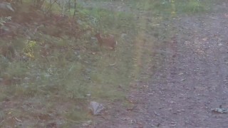 My Smelly Sockies and Pee Panties