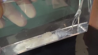 ［依頼］変態短小包茎君が水中射精をし、それを観察するという動画です。感想：予想以上に濃厚精子でした。