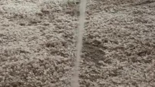 another thick piss stream hits my carpet