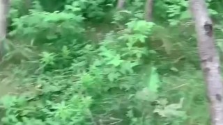 公园里的野战