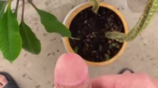 Орошаю растение своим хуём, дрочка на балконе