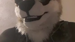 Horny collie murrsuit jerks off and cums hands free
