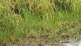 Public Peeing On A Rice Farm... Dablackpee