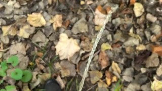 Eddie De Luca Pissing In Woods [PREVIEW]