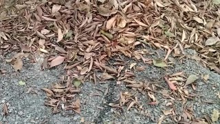 Soft Hairy Cock Pissing In The Woods