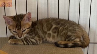 A quiet kitty is so cute .... I can watch her all the time.